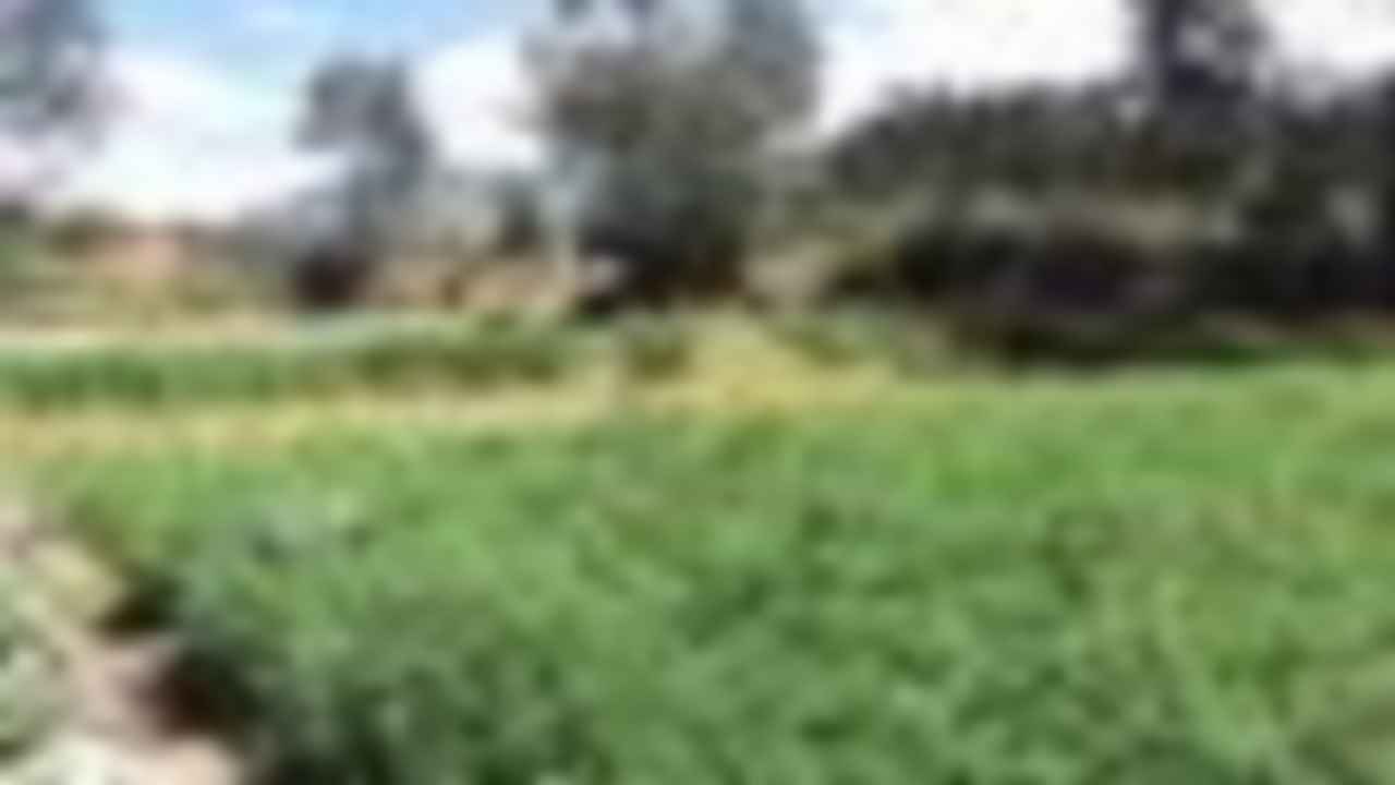 San Joaquin - Sector Cruz verde